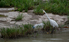 Ardea alba