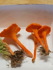 Cantharellus corallinus