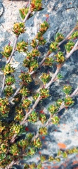 Cliffortia