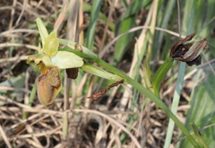 Ophrys sphegodes
