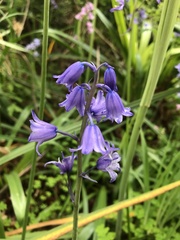 Hyacinthoides