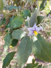 Solanum paniculatum