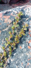 Cliffortia