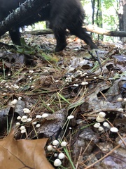 Marasmius capillaris