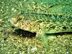 Gobius niger