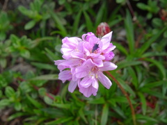 Armeria