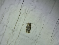 Oegoconia novimundi