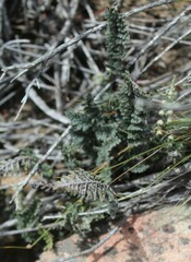 Cheilanthes contracta