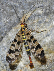 Panorpa meridionalis