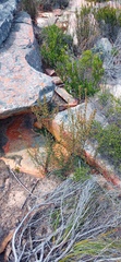 Cliffortia