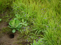 Exacum pumilum
