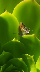 Callophrys xami