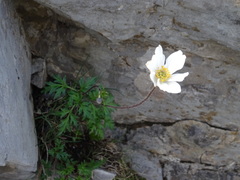 Anemone pavoniana