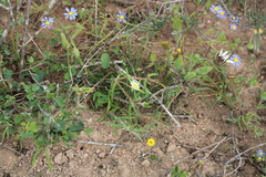 Drosanthemum