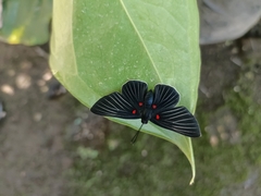 Melanis cephise