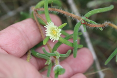 Drosanthemum