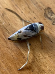 Notonecta undulata