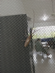 Neoptychodes trilineatus