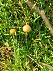 Protostropharia semiglobata