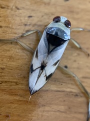 Notonecta undulata