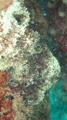 Mycale laxissima