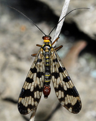 Panorpa meridionalis