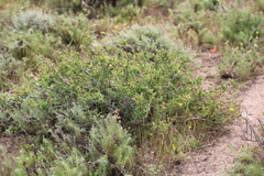 Hermannia heterophylla