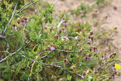 Hermannia heterophylla