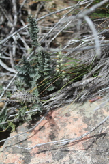 Cheilanthes contracta