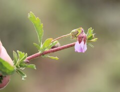 Hermannia heterophylla