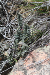 Cheilanthes contracta