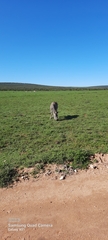 Equus quagga burchellii