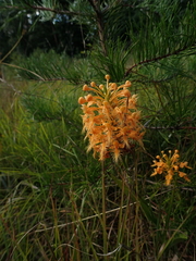 Platanthera ciliaris