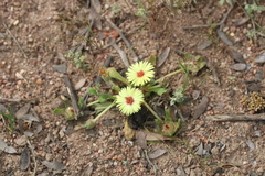 Cleretum bellidiforme