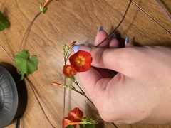 Ipomoea coccinea