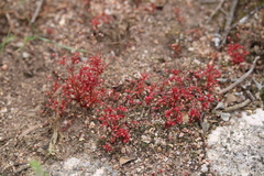 Crassula