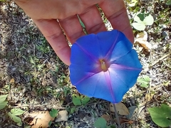 Ipomoea lindheimeri