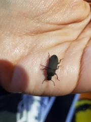 Tenebrioninae