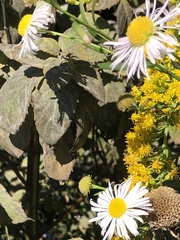 Boltonia asteroides