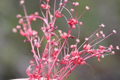 Crassula
