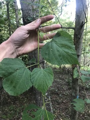 Ampelopsis cordata