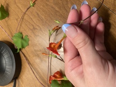 Ipomoea coccinea