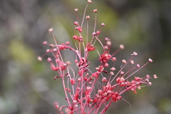Crassula