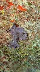 Chelonaplysilla erecta