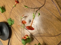 Ipomoea coccinea