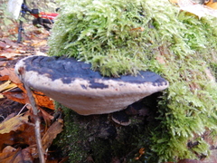 Phellinus alni