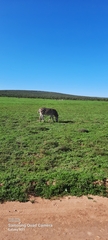 Equus quagga burchellii