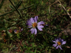 Eurybia surculosa