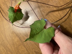 Ipomoea coccinea