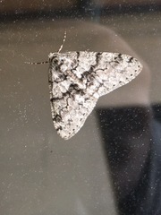 Phigalia denticulata